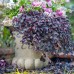 Purple Pixie Dwarf Weeping Loropetalum, Live Plants   555106365